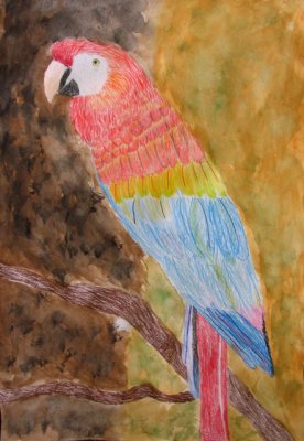 parrot, Jamie, age:9