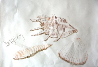 seashells, Yang Ling, age:7