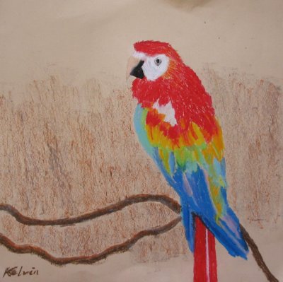 parrot, Kelvin Xie, age:10.5