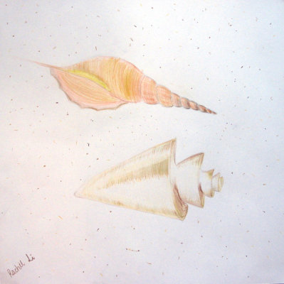 shells, Rachel Li, age:10.5