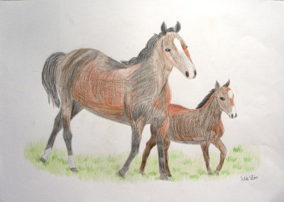 horse, Julie, age:10.5