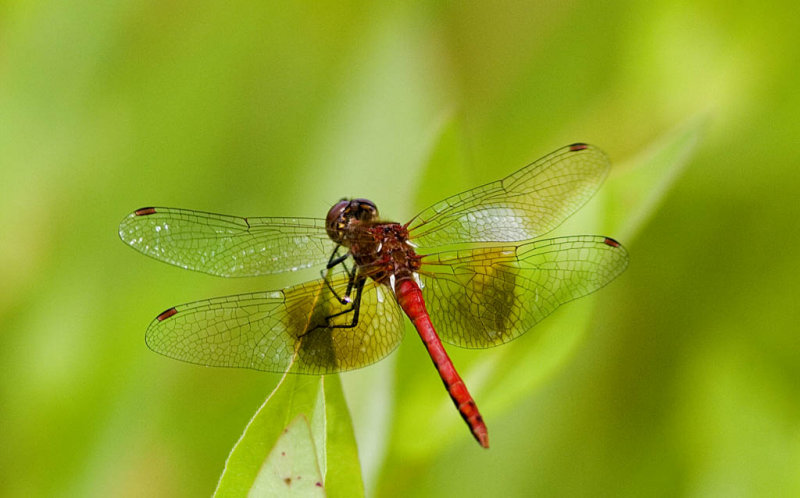 Band-winged Meadowhawk (Sympetrum semicinctum)  (5).jpg