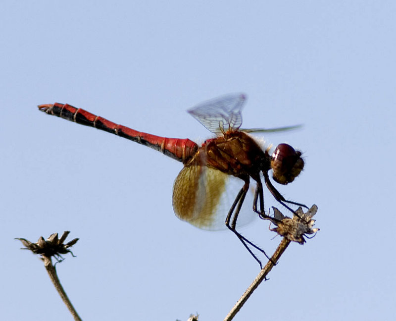 Band-winged Meadowhawk (Sympetrum semicinctum)  (8).jpg