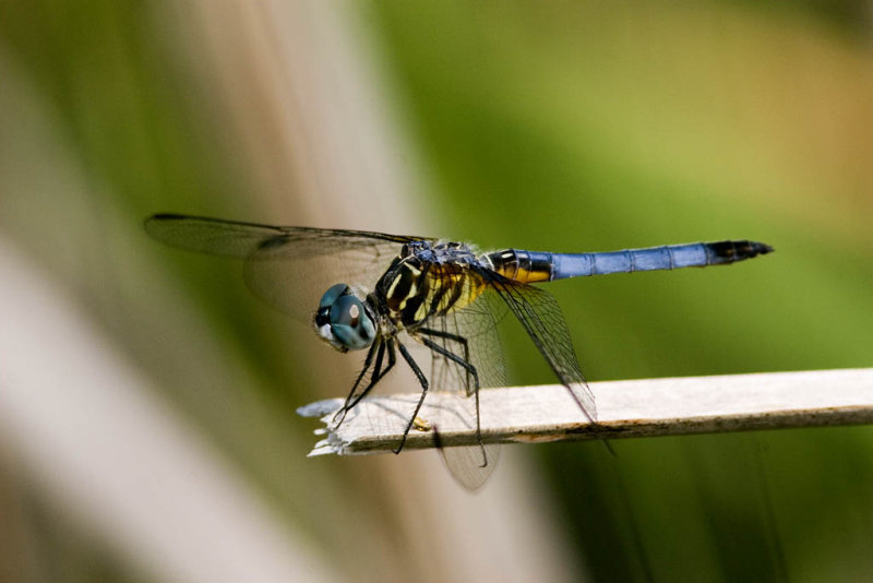 Blue Dasher (Pachydiplax longipennis) Male (9).jpg