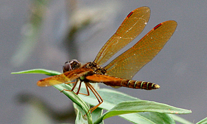 Eastern Amberwing (1).jpg