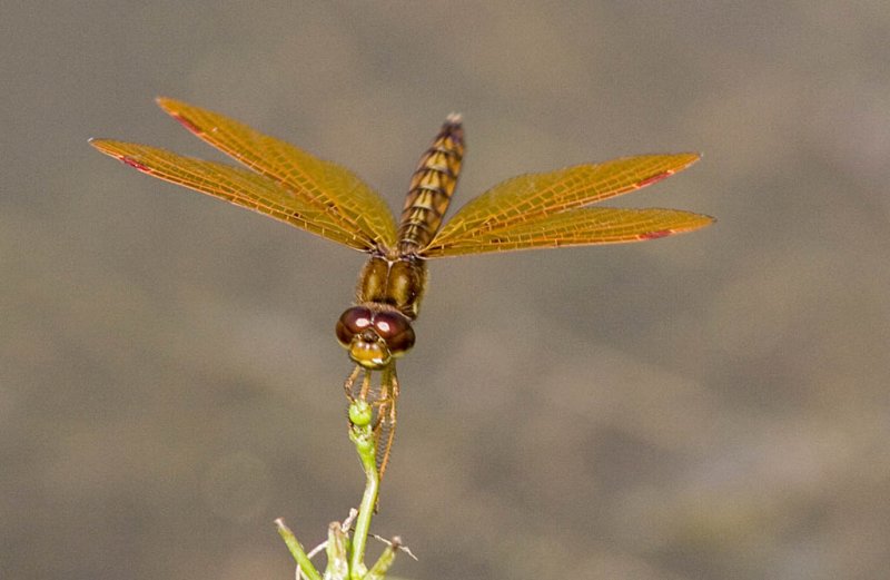 Eastern Amberwing (6).jpg