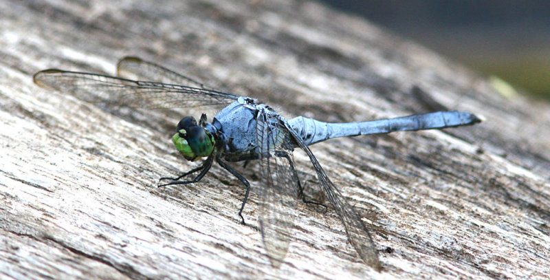 Eastern Pondhawk Male  .jpg