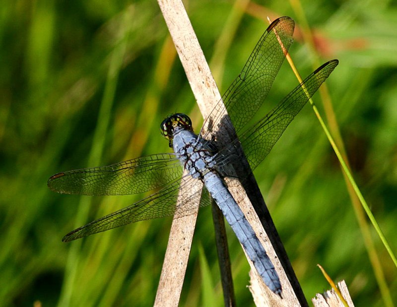 Eastern Pondhawk Male (1).jpg