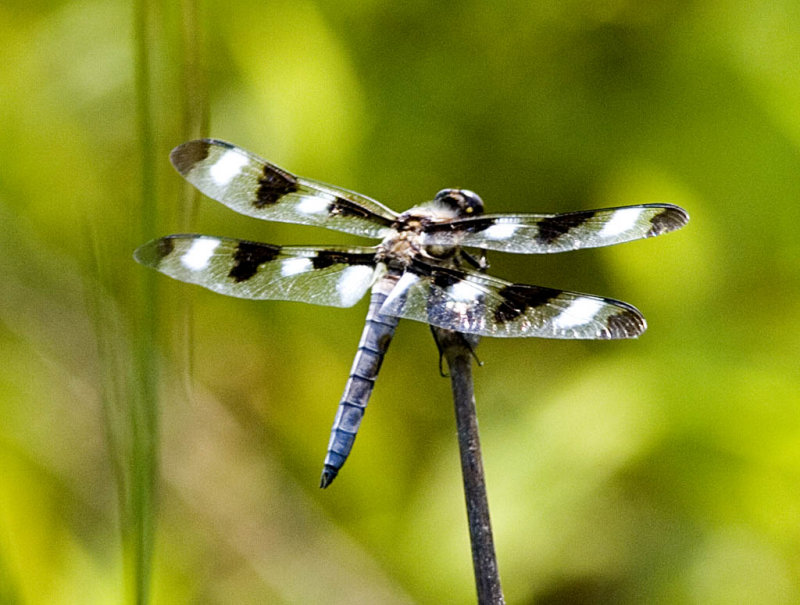 Twelve-spotted Skimmer Male (1).jpg