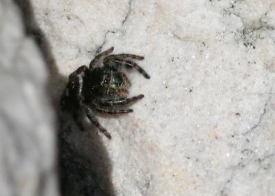 Spider.jpg