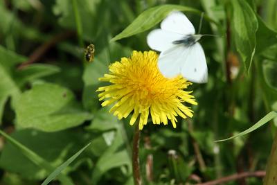 Bee chasing Butterfly.jpg