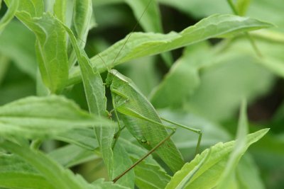Angular-winged Katydid.jpg
