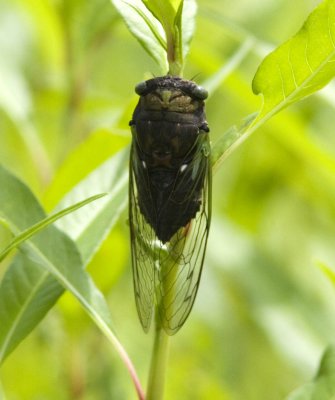 Dogday Harvest Fly.jpg