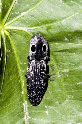 Eastern Eyed Click Beetle.jpg