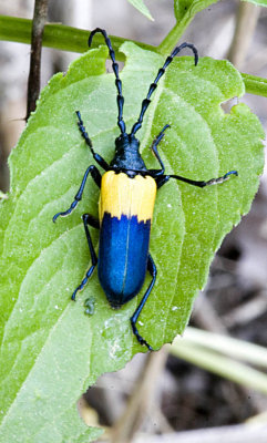 Elder Borer (cloaked Knotty-horn).jpg