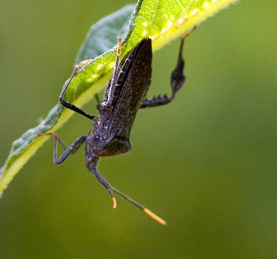 Leaf footed bug.jpg
