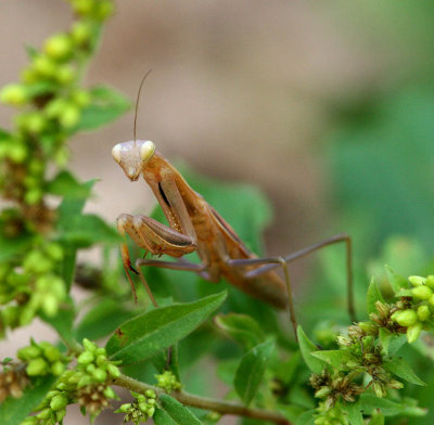 Praying Mantis - Young (1).jpg