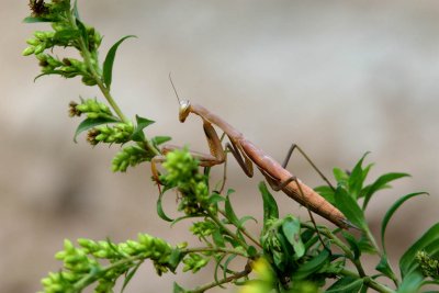 Young Praying Mantis.jpg