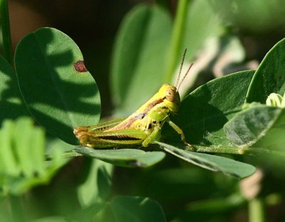 Young grasshopper.jpg