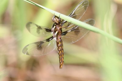 Common Whitetail Female (14).jpg