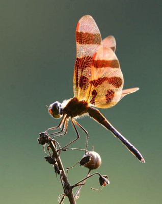 Odonates - Dragonflies and Dameselflies