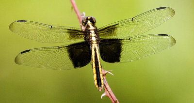 Widow Skimmer Female (7).jpg