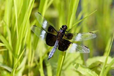 Widow Skimmer Male (1).jpg