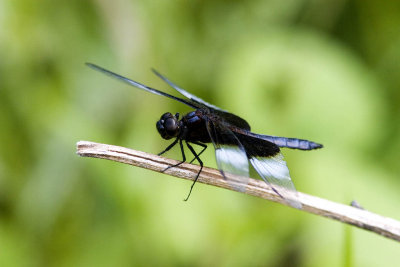 Widow Skimmer Male (3).jpg