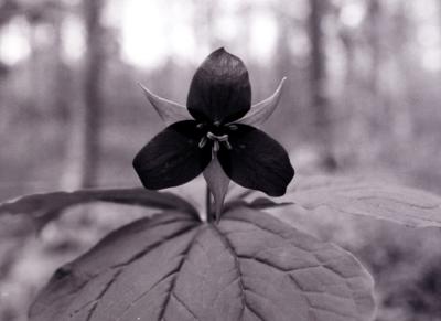 Trillium