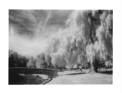 IR Webster's Park 2