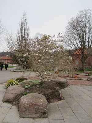 Blommande Magnolia