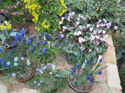 Olika prlhyacinther - och en cyklamen.
