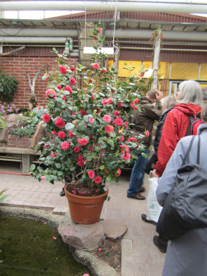 Blommande Kamelia