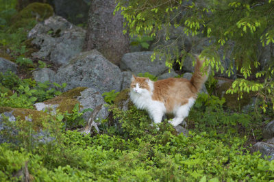 qubrik i skogen