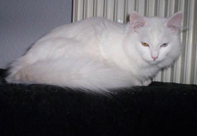 Sneschinka052.jpg
