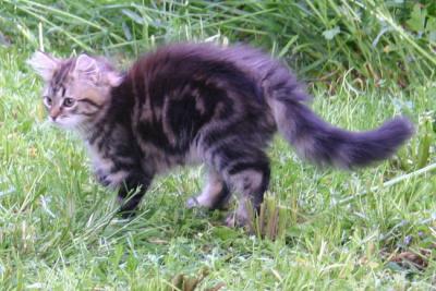 Typical classic tabby with big swirls :-)
