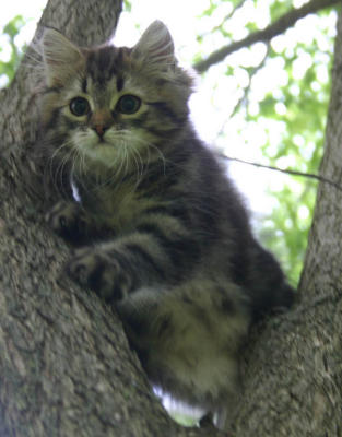 Scary to be sooo high up in a tree...