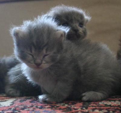 Iossi & Ishim