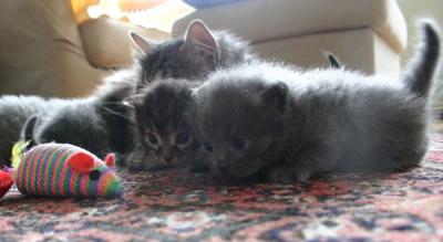 3 weeks old and curious as only kittens can be!