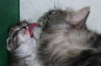 Cleaning time after dinner