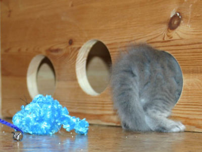 Back of Iossi in feeding box -