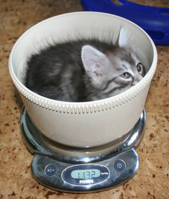 7 weeks & everything is fun. Also the weekly weight control