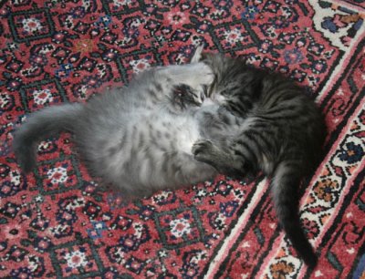 Iossi & Itzhak wrestling...