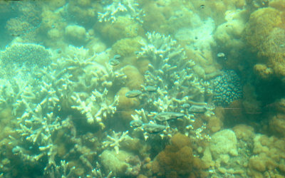 Coral reef taken from a glass bottomed boat off Great Keppell Island