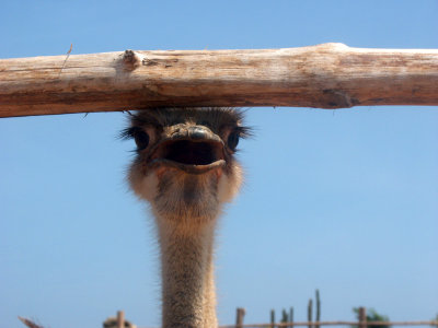 Our visit to the ostrich farm 14.10.2003