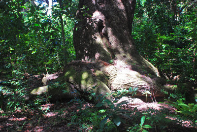 Amazing tree trunks
