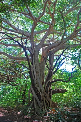 Amazing trees