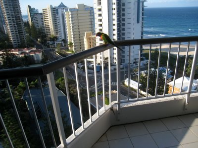 Birds on the balcony on a beautiful spring day on the Gold Coast
