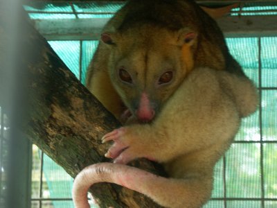 Cuscus - I hate seeing these lovely animals caged