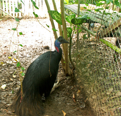 The Cassowary a rare bird in PNG